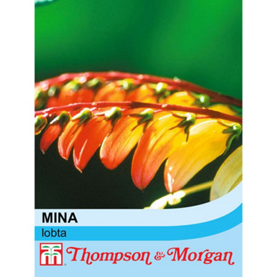 Thompson & Morgan Mina Lobata 1 Seed Packet (16 Seeds) from B&Q