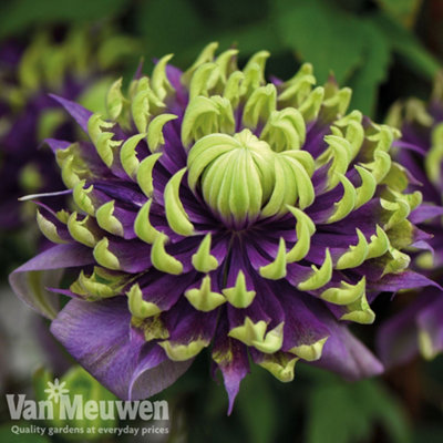 Thompson & Morgan Clematis Taiga 11Cm Potted Plant X 1 from B&Q