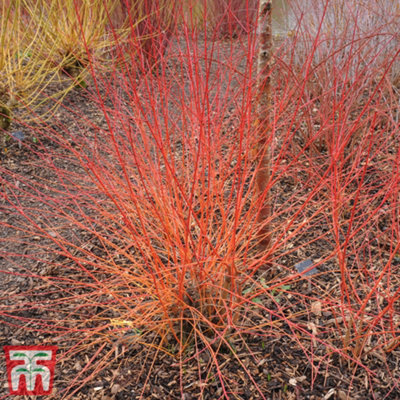 Thompson & Morgan Cornus Sanguinea Anns Winter Orange 9Cm Pot X 2 from B&Q
