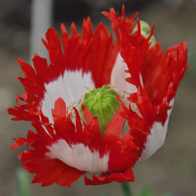 Thompson & Morgan Papaver Danish Flag 1 Seed Packet from B&Q