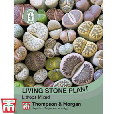 Living Stone Plant Seeds Thompson & Morgan - Image 3