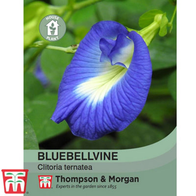 Thompson & Morgan Bluebellvine 1 Seed Packet (8 Seeds) from B&Q