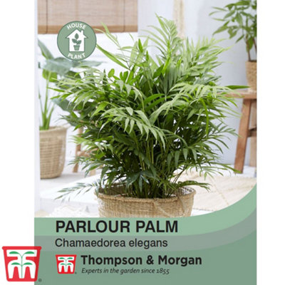 Thompson & Morgan Parlour Palm Seed Packet (25 Seeds) Size 1