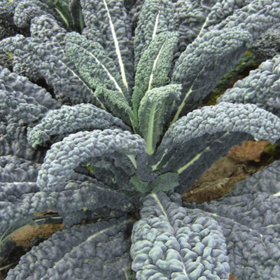 Thompson & Morgan Kale 'yurok' F1 Hybrid1 Seed Packet (30 Seeds) from B&Q