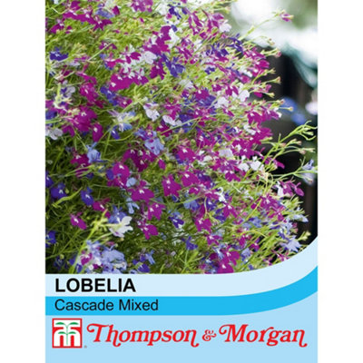 B&Q -  Lobelia Cascade Mixed 1 Packet (1000 Seeds + 25% Extra Free)