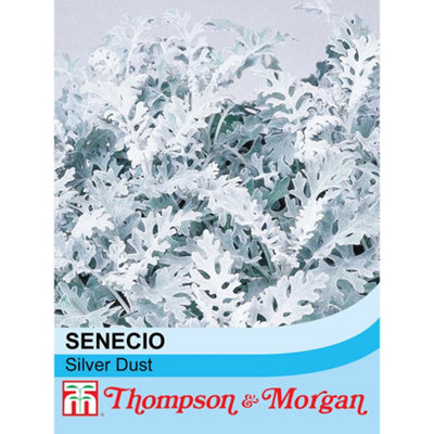 B&Q -  Senecio Cineraria Silver Dust 1 Packet (150 Seeds)