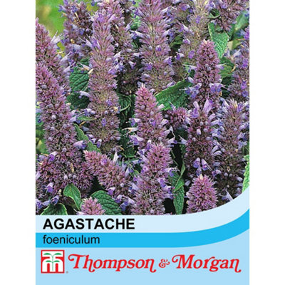 Thompson & Morgan Agastache Anisata 1 Seed Packet (60 Seeds) from B&Q
