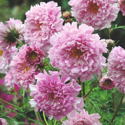 Thompson & Morgan Cosmos Double Click Rose Bonbon 1 Packet (25 Seeds) Light