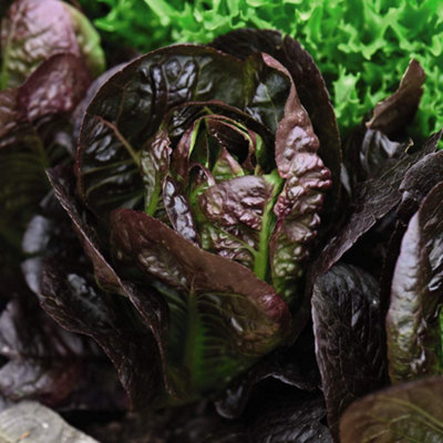 Thompson & Morgan Lettuce Moonred 1 Seed Packet (200 Seeds) from B&Q