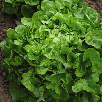 Thompson & Morgan Lettuce Salad Bowl 1 Seed Packet (750 Seeds) from B&Q