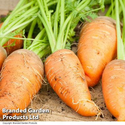 Thompson & Morgan Carrot Paris MarketRhs Kids 1 Seed Packet (1000 Seeds) from B&Q