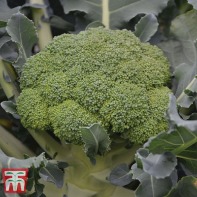 Thompson & Morgan Calabrese Komodo 1 Seed Packet (30 Seeds) from B&Q
