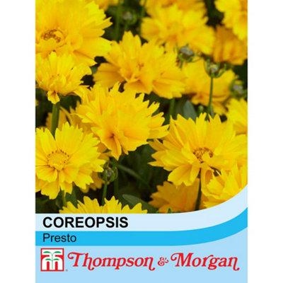B&Q -  Coreopsis Grandiflora Presto 1 Packet (40 Seeds)