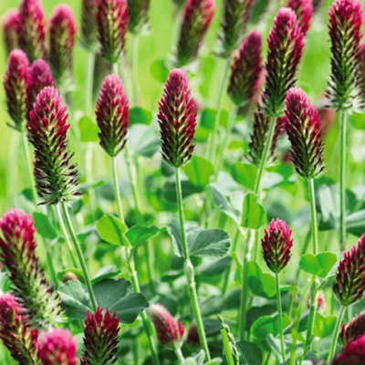 Thompson & Morgan Green Manure Crimson Clover 1 Seed Packet from B&Q