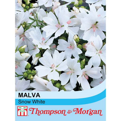 Thompson & Morgan Malva Moschata Snow White 1 Seed Packet (40 Seeds) from B&Q