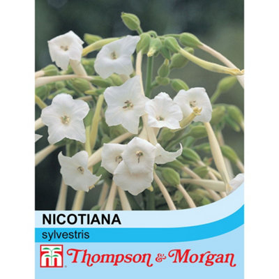 Thompson & Morgan Nicotiana Sylvestris 1 Packet (2000 Seeds) from B&Q