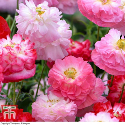 Thompson & Morgan PoppyPapaver Rhoeas Supreme1 Seed Packet (300 Seeds) from B&Q