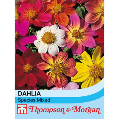 Thompson & Morgan Dahlia Coccinea Species Mixed 1 Seed Packet (25 Seeds) from B&Q