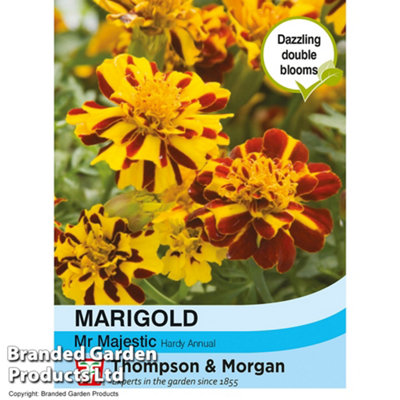 Thompson & Morgan Marigold Mr Majestic 1 Seed Packet (100 Seeds) from B&Q