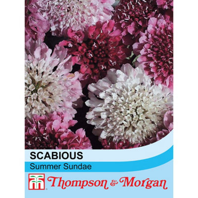 Thompson & Morgan Scabiosa Summer Sundae 1 Seed Packet (50 Seeds) from B&Q