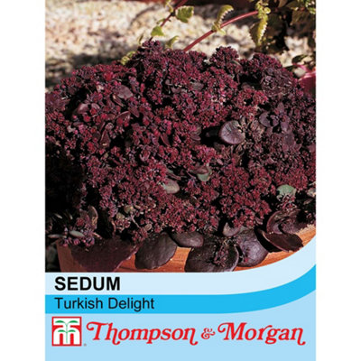 Thompson & Morgan Sedum Ussuriense Turkish Delight 1 Packet (50 Seeds) from B&Q