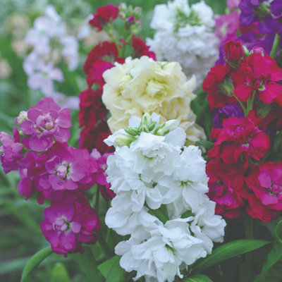 B&Q -  Stocks Dwarf Ten Week Mixed 1 Packet (250 Seeds)