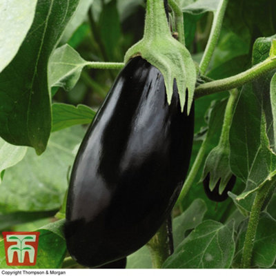 Thompson & Morgan Black Aubergine Beauty - Seed Packet (8 Seeds) Size 1 B&Q