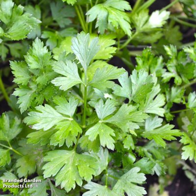 Thompson & Morgan - Parsley Plain Leaved Seeds - Herb Seeds - Image 4