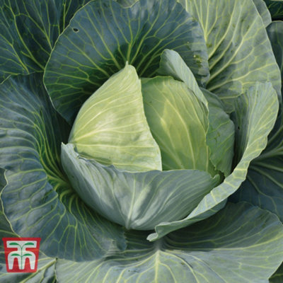 Thompson & Morgan Cabbage Gilson F1 1 Seed Packet (40 Seeds)
