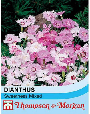 Thompson & Morgan Dianthus Plumarius Sweetness Mixed 1 Seed Packet (20 Seeds) from B&Q