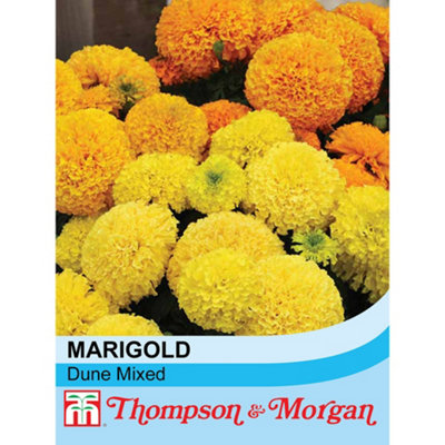Thompson & Morgan Marigold Dune Mixed 1 Seed Packet (40 Seeds) from B&Q
