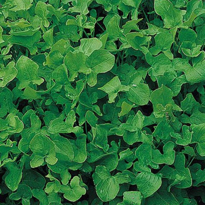 Thompson & Morgan Herb Sorrel 1 Seed Packet (1000 Seeds) from B&Q