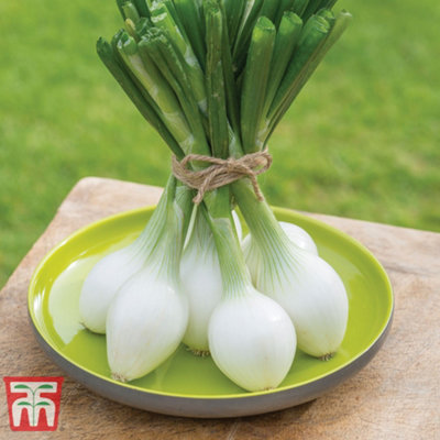 B&Q -  Onion White Star 1 Seed Packet