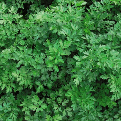 Thompson & Morgan Parsley Laura 1 Seed Packet (500 Seeds) from B&Q