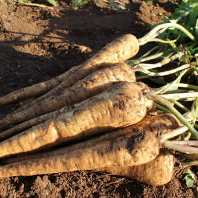 Thompson & Morgan Parsnip Panorama F1 1 Seed Packet from B&Q