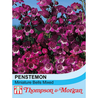 Thompson & Morgan Penstemon Miniature Bells Mixed 1 Seed Packet (50 Seeds) from B&Q