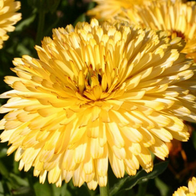 Thompson & Morgan Calendula Officinalis Lemon Cream 1 Seed Packet (150 Seeds) from B&Q