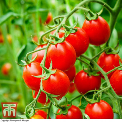 B&Q -  Organic Tomato Koralik 1 Seed Packet (8 Seeds)