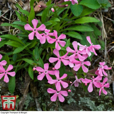 Thompson & Morgan Silene Caroliniana Hot Pink 1 Seed Packet (150 Seeds) from B&Q