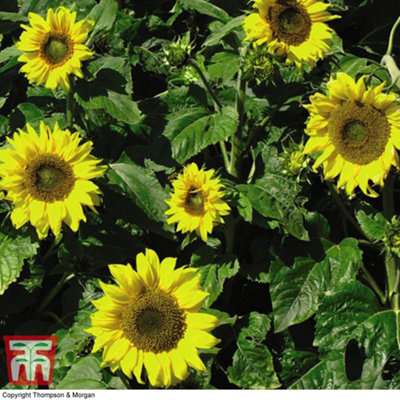 Thompson & Morgan Sunflower Topolino 1 Seed Packet (10 Seeds) from B&Q