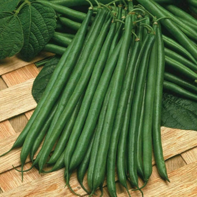 Thompson & Morgan Dwarf Bean Boston 1 Seed Packet (100 Seeds) from B&Q