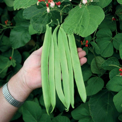 Thompson & Morgan Runner Bean St George 1 Seed Packet from B&Q