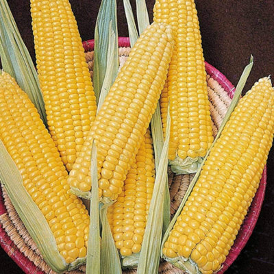 Thompson & Morgan Sweetcorn Ovation F1 1 Seed Packet 25 Seeds from B&Q