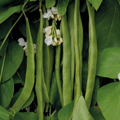 B&Q -  Runner Bean Moonlight 1 Seed Packet (40 Seeds)