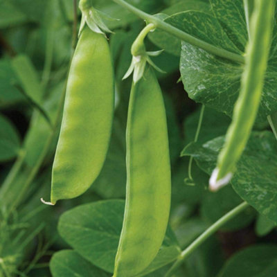 Thompson & Morgan Pea Mangetout Oregon Sugar Pod 1 Seed Packet from B&Q