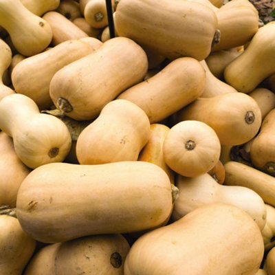 Thompson & Morgan Organic Squash Butternut Waltham 1 Seed Packet 6 Seeds from B&Q