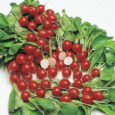 B&Q -  Radish Cherry Belle 1 Seed Packet