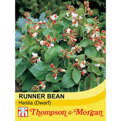 Thompson & Morgan Runner Bean Hestia (Dwarf) 1 Seed Packet (20 Seeds) from B&Q
