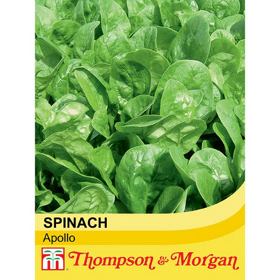 Thompson & Morgan Spinach Apollo F1 1 Seed Packet (300 Seeds) from B&Q