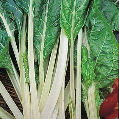 Thompson & Morgan Swiss Chard (Leaf Beet) Lucullus 1 Seed Packet from B&Q